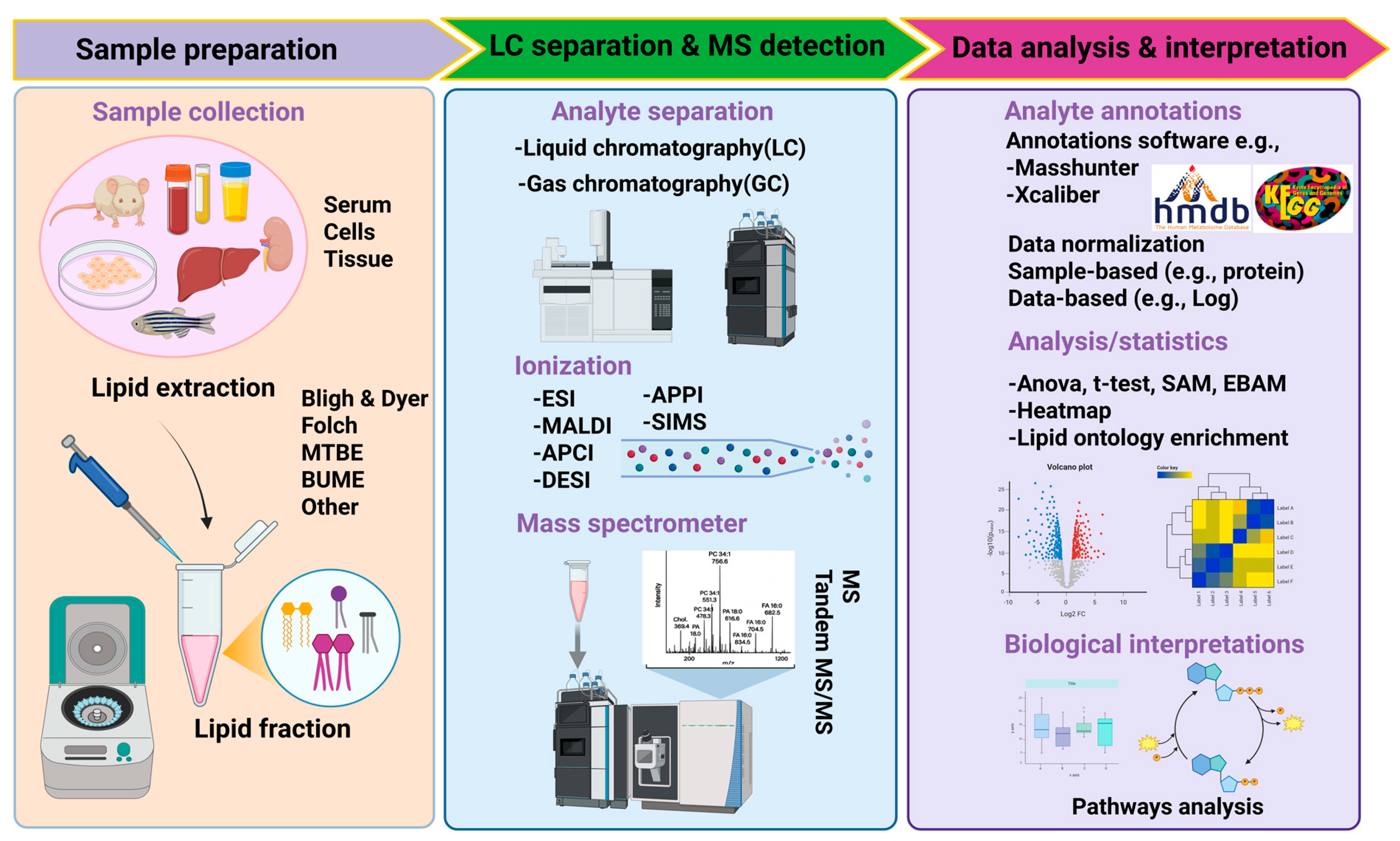 Lipidomics Approaches Reveal Tissue-Specific Lipidome Remodeling ...