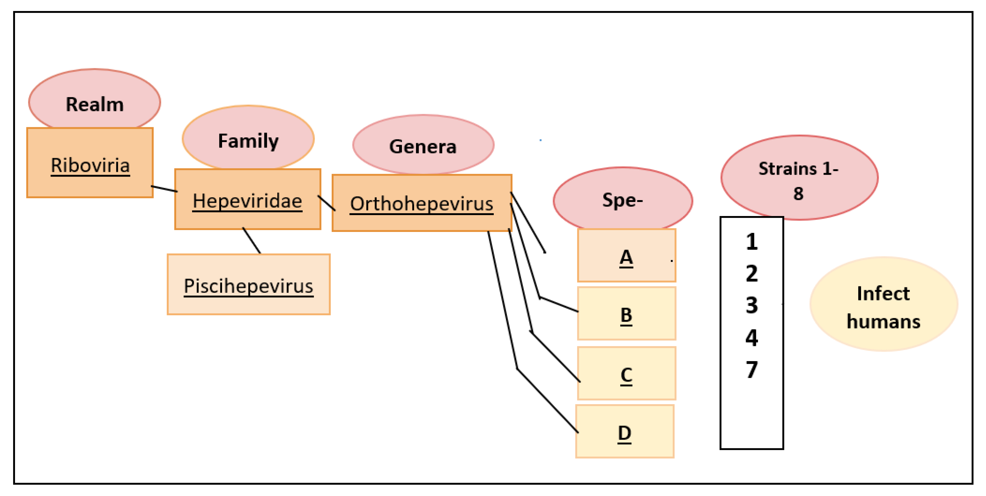 Livers | Free Full-Text | Hepatitis E Virus: Epidemiology, Clinical ...