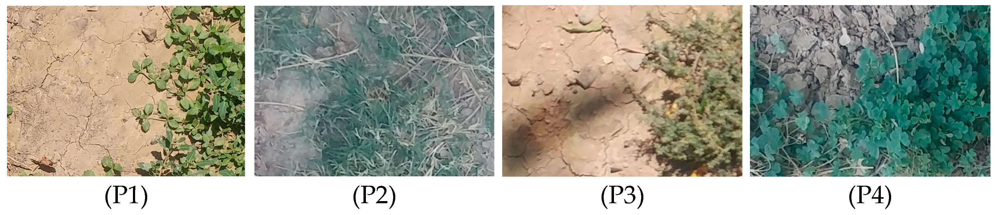 Improving Ground Cover Crop Fractional Vegetation Mapping via Causality ...