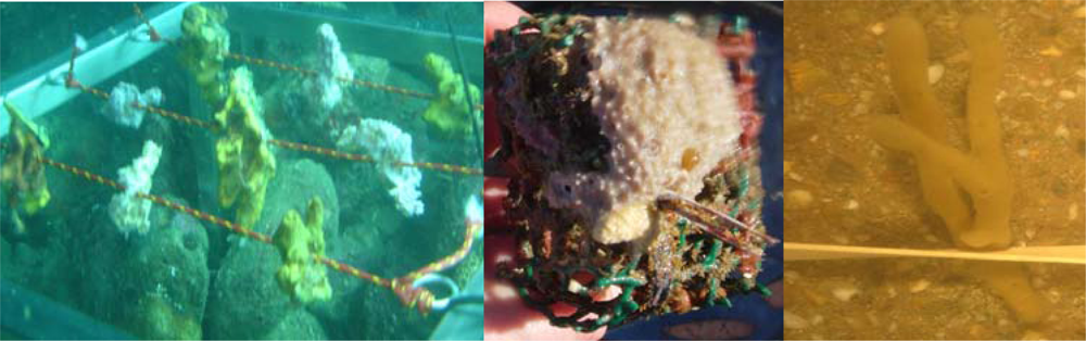 Sarcotragus spinosulus (black leather sponge) - Sea-Nature Studies