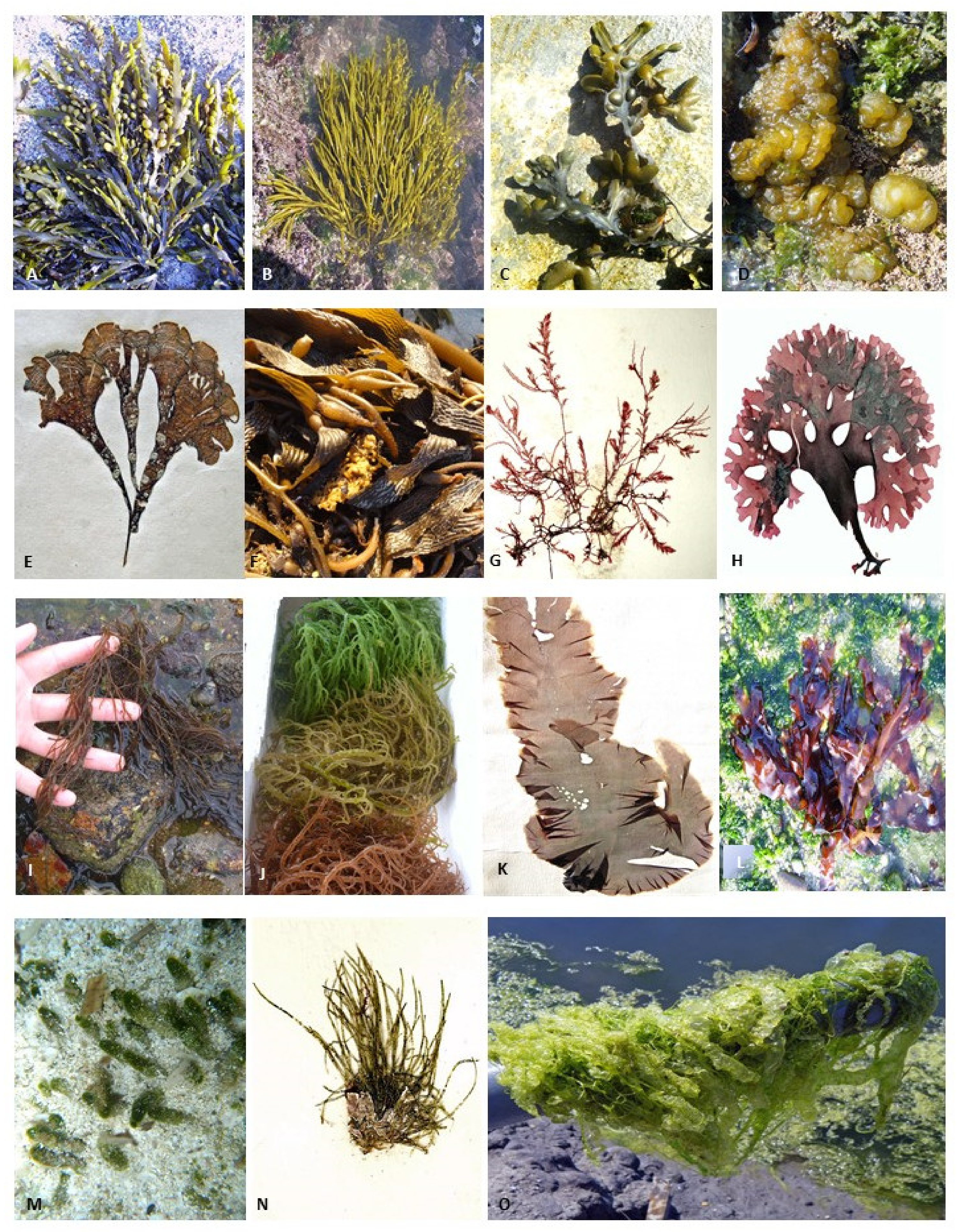 Alga-marina-Kelp