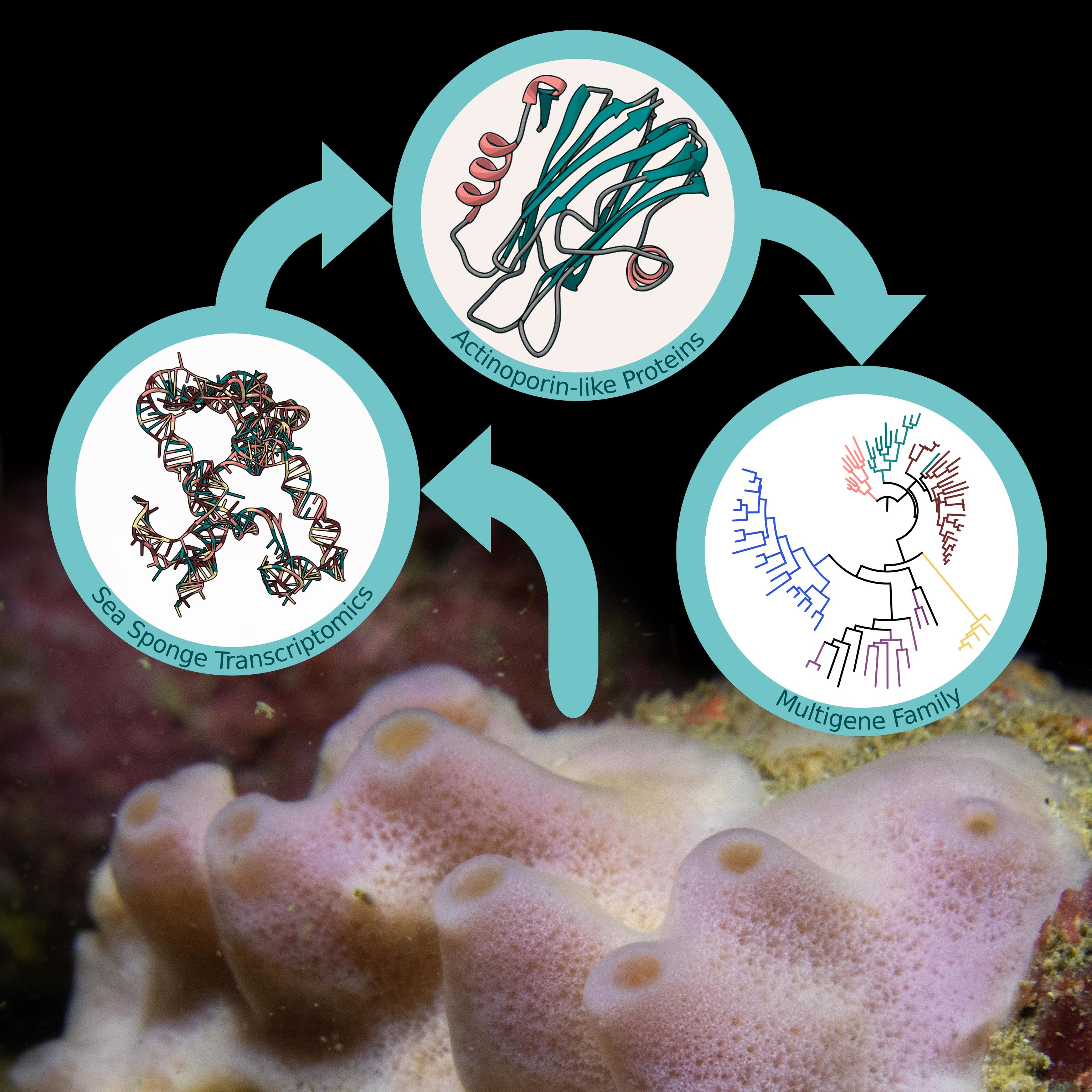 Marine Drugs | Free Full-Text | Actinoporin-like Proteins Are Widely  Distributed in the Phylum Porifera