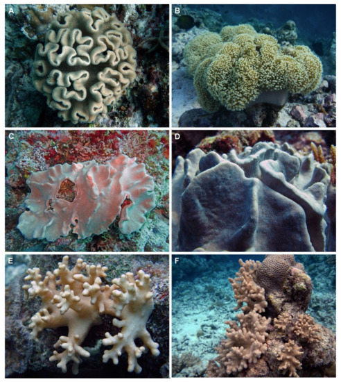 Marine Drugs | Free Full-Text | Cytotoxic Compounds from Alcyoniidae ...
