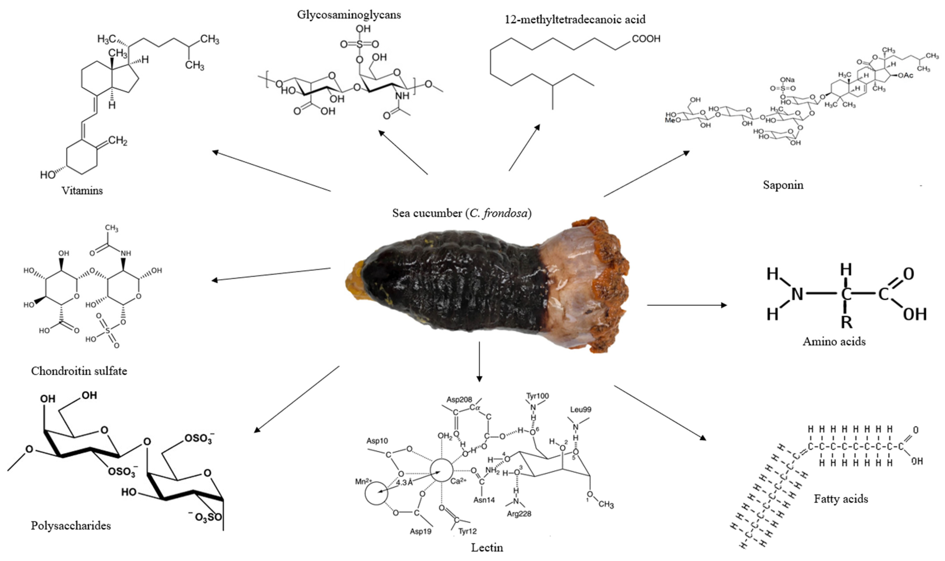 Saponins from Sea Cucumber and Their Biological Activities