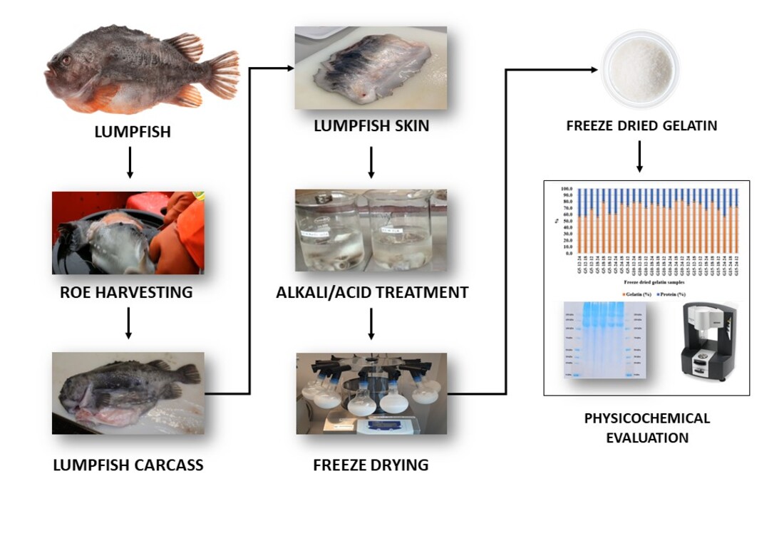 Marine Drugs | Free Full-Text | Utilization of Lumpfish (Cyclopterus ...