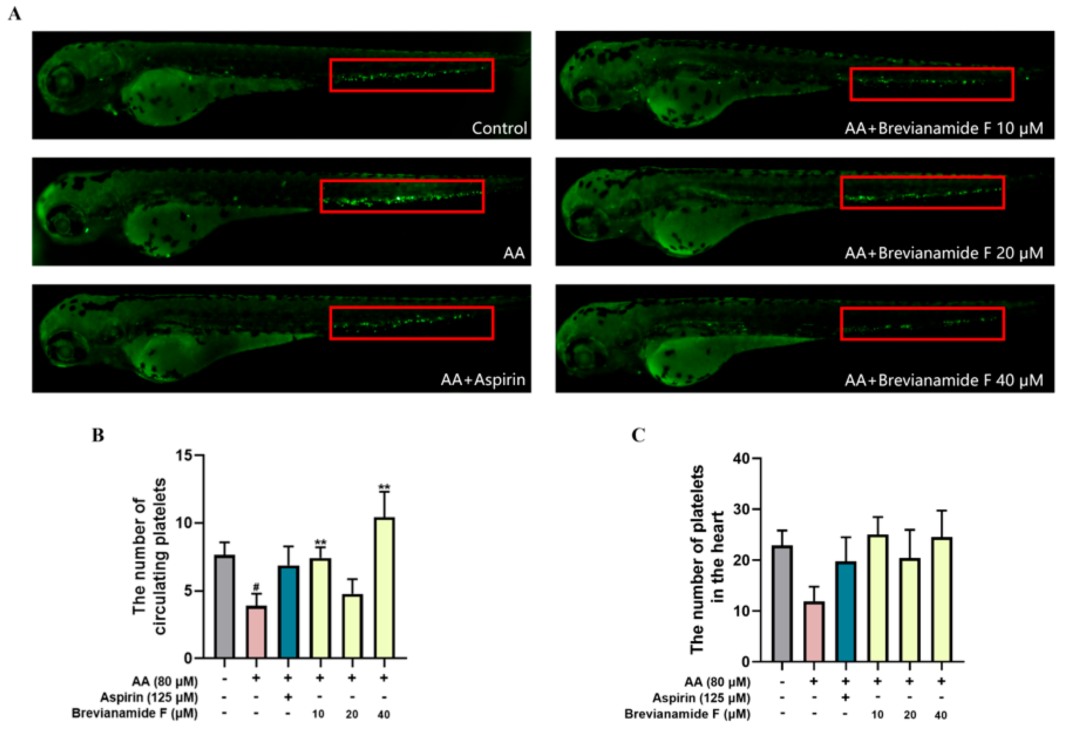 Brevianamide F Exerts Antithrombotic Effects by Modulating the MAPK ...