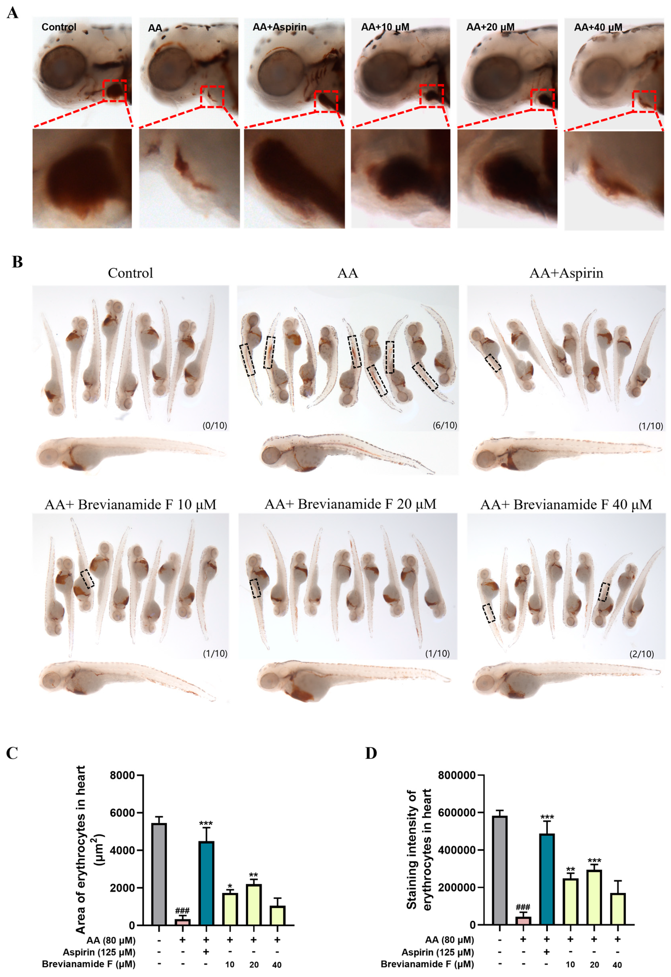 Brevianamide F Exerts Antithrombotic Effects by Modulating the MAPK ...