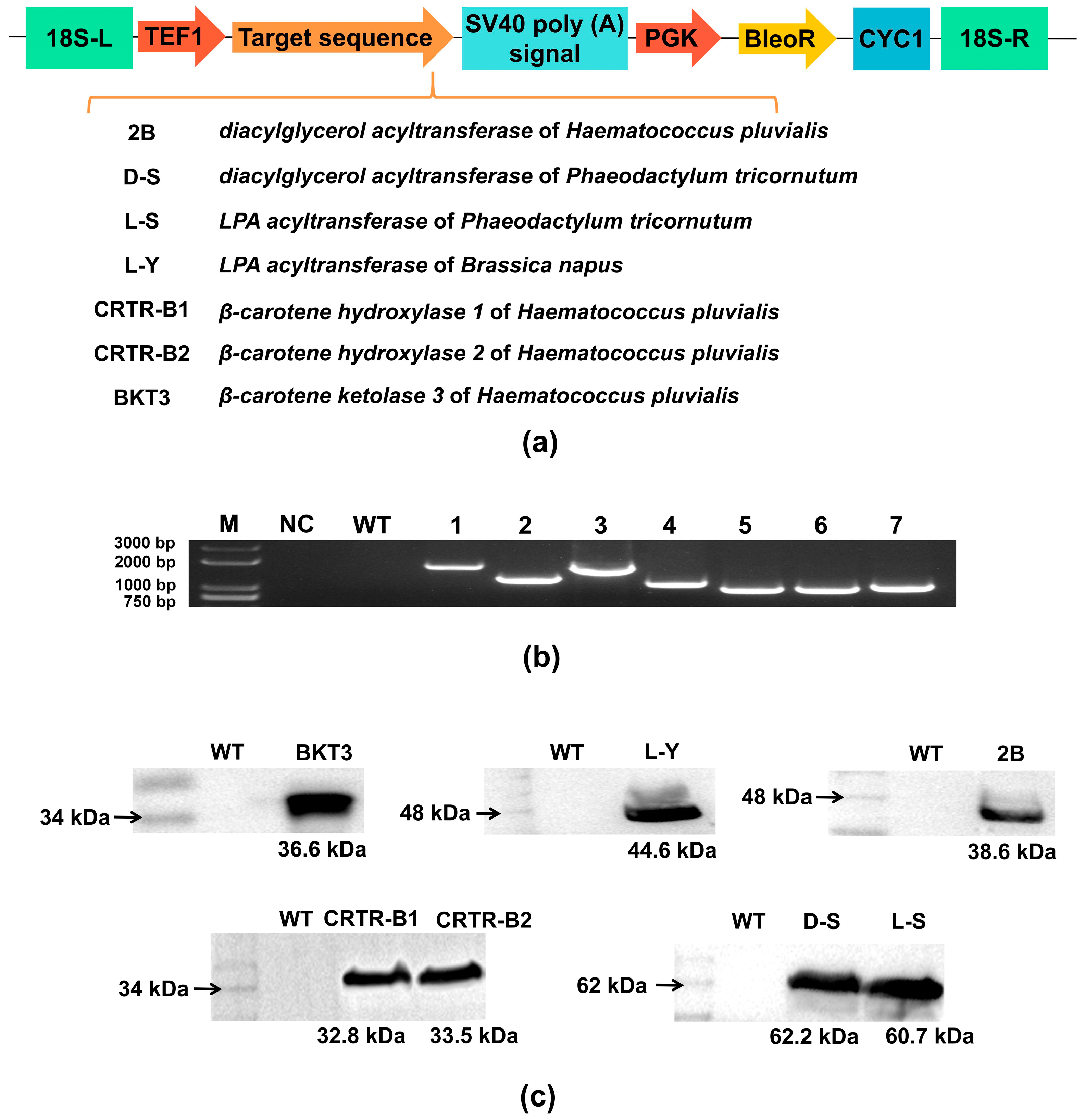Photochemical Synthesis of Porous Triazine‐/Heptazine‐Based