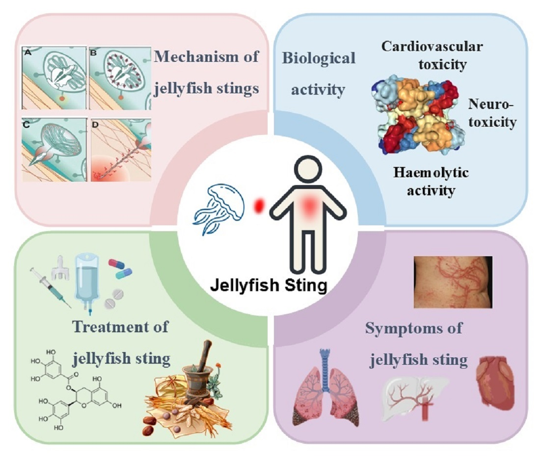 Advances In Jellyfish Sting Mechanisms And Treatment Strategies Advances In Jellyfish Sting Mechanisms And Treatment Strategies