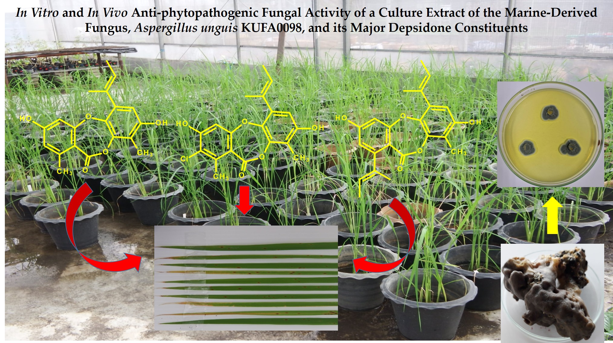 In Vitro and In Vivo Anti-Phytopathogenic Fungal Activity of a Culture ...