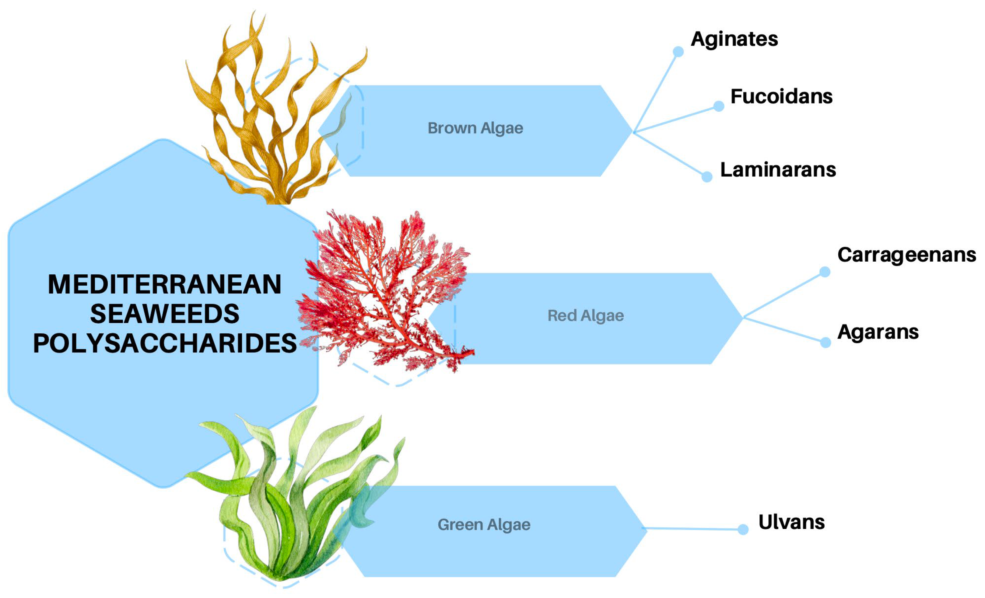 Mediterranean Seaweed Polysaccharides: Insight into Chemical Structures ...