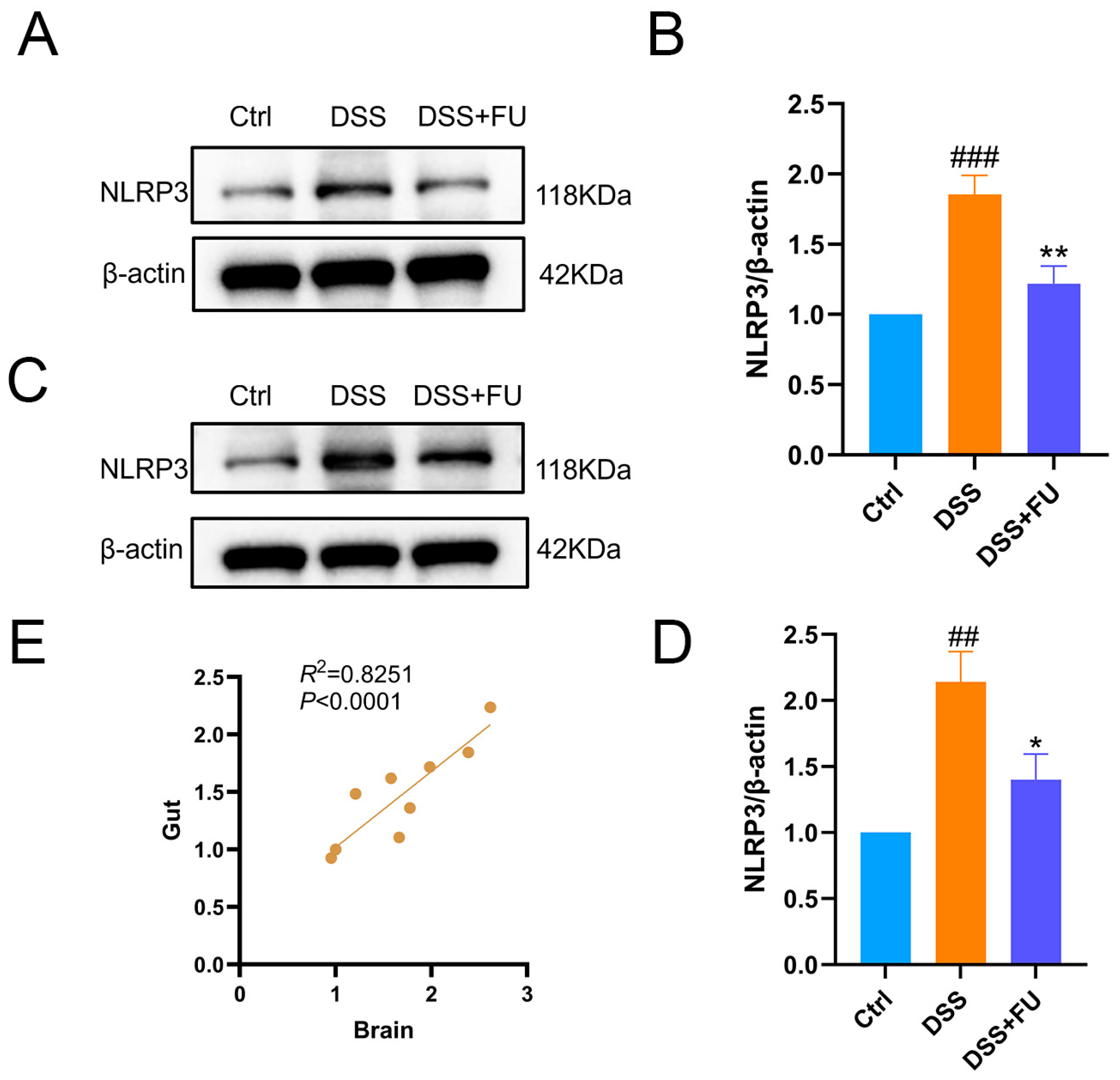 Fucoidan Extracted from Fucus vesiculosus Ameliorates Colitis ...