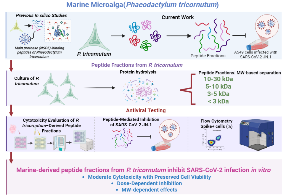 In Vitro Validation of Size-Dependent Antiviral Activity of ...