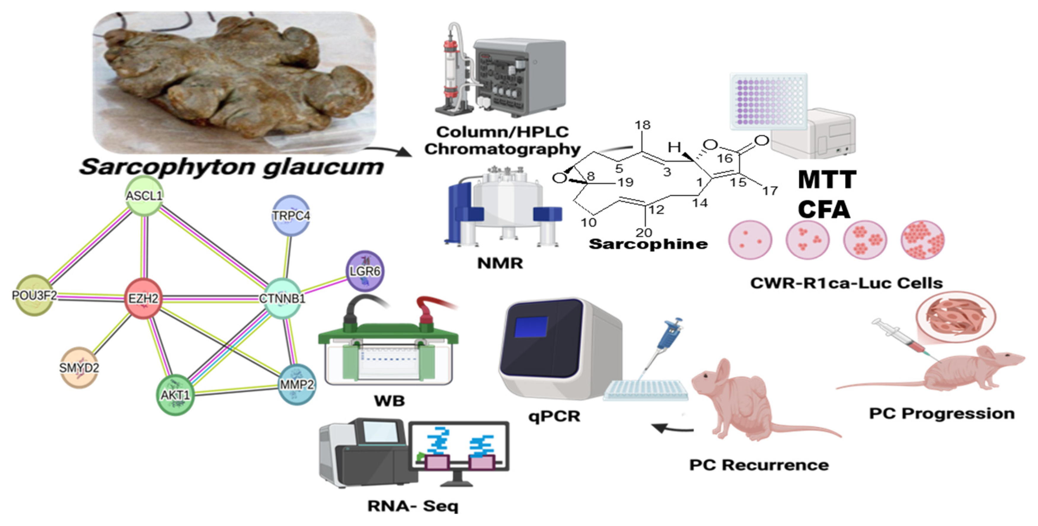 The Marine Cembranoid Sarcophine Suppressed the Progression and ...