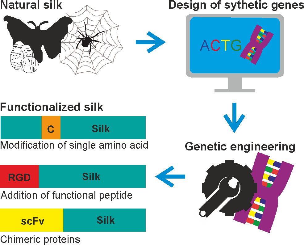 Modulation of Mechanical Properties of Short Bioinspired Peptide Materials  by Single Amino-Acid Mutations