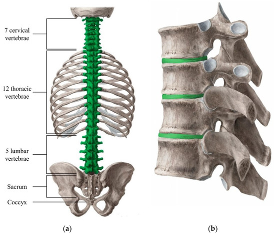 spine diagram labeled