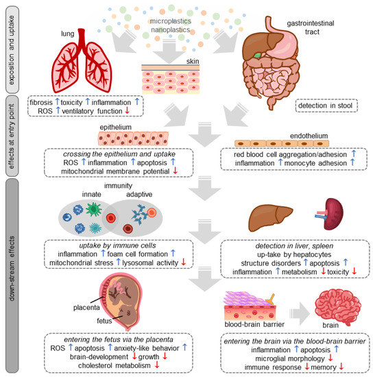 Materials | Free Full-Text | Cellular and Systemic Effects of Micro ...