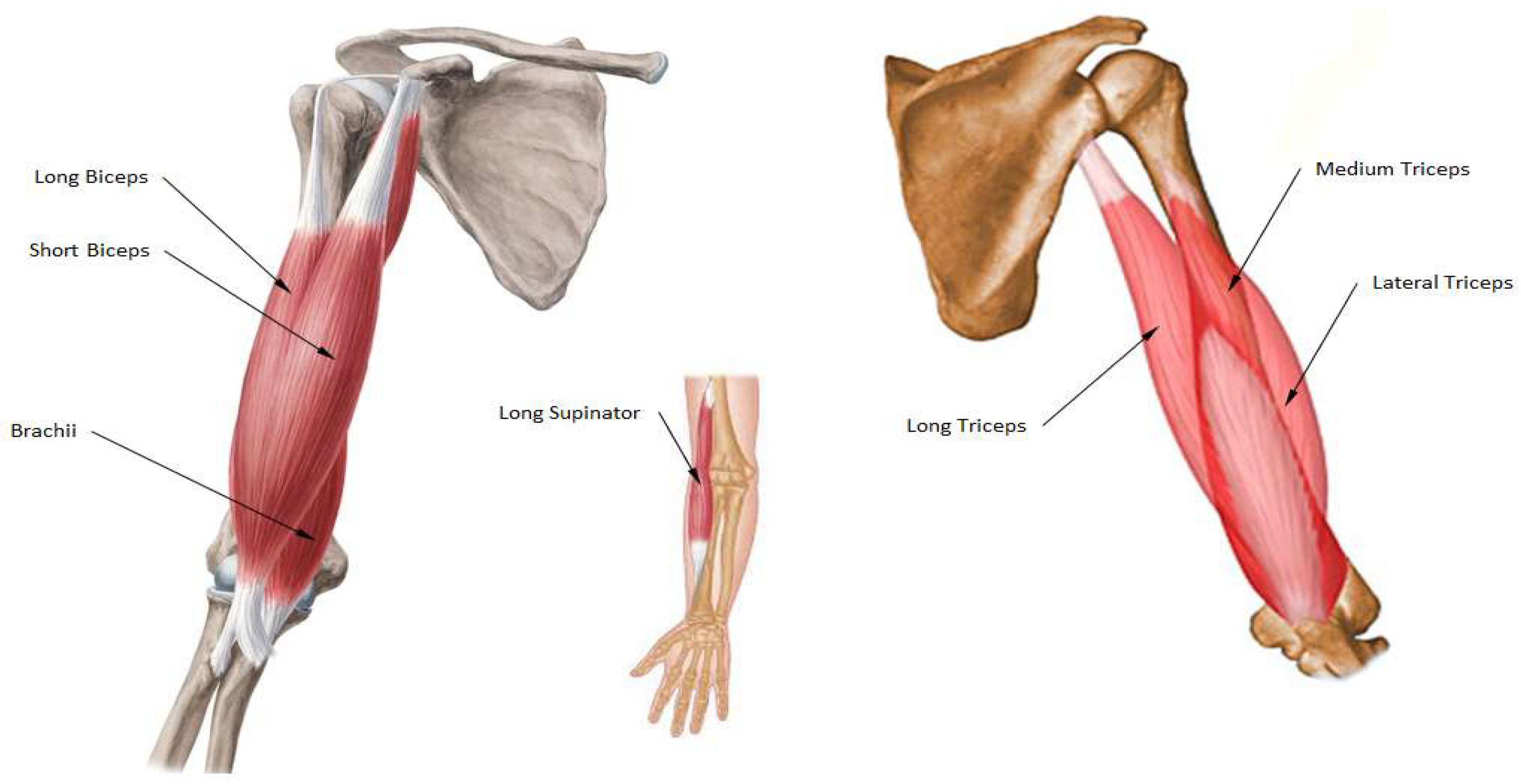 Anatomy of the biceps and triceps brachii. (A) The shaded region