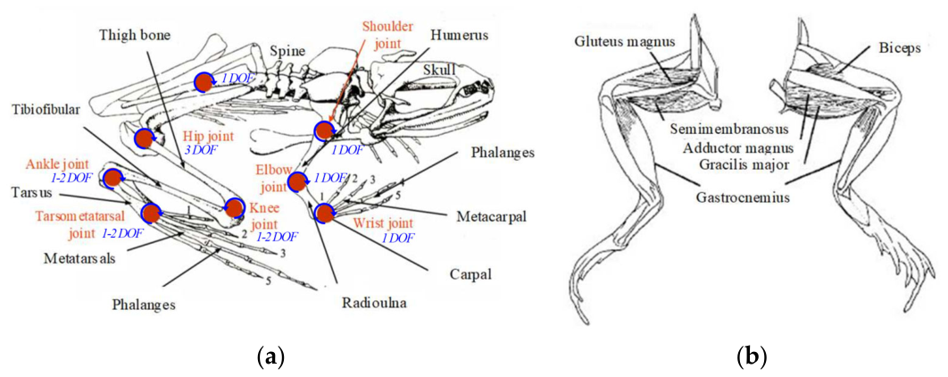 Mathematical Modeling and Dynamic Simulation of Frog Jumping for Bio ...