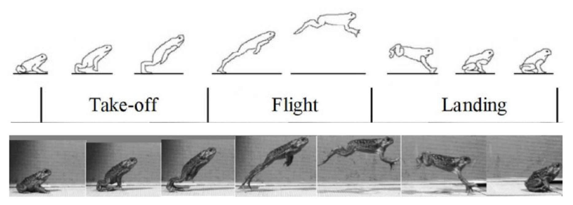 Mathematical Modeling and Dynamic Simulation of Frog Jumping for Bio ...