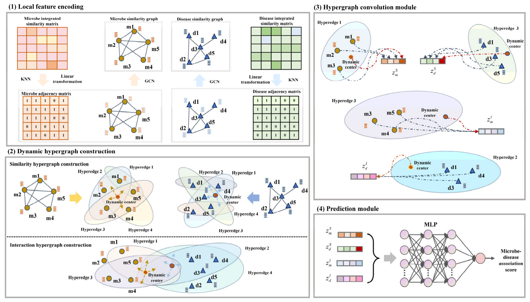 DDHMDA: Dual Dynamic Hypergraph Convolution Framework for Human Microbe ...
