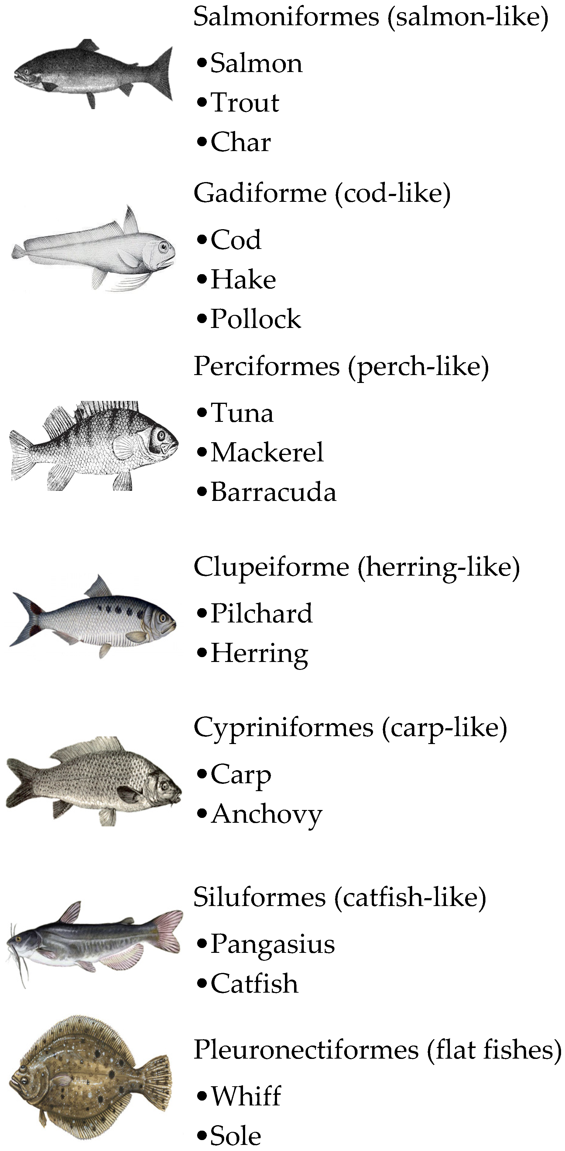 How to meet Beluga in SUS AMONGUS HIGH SCHOOL 