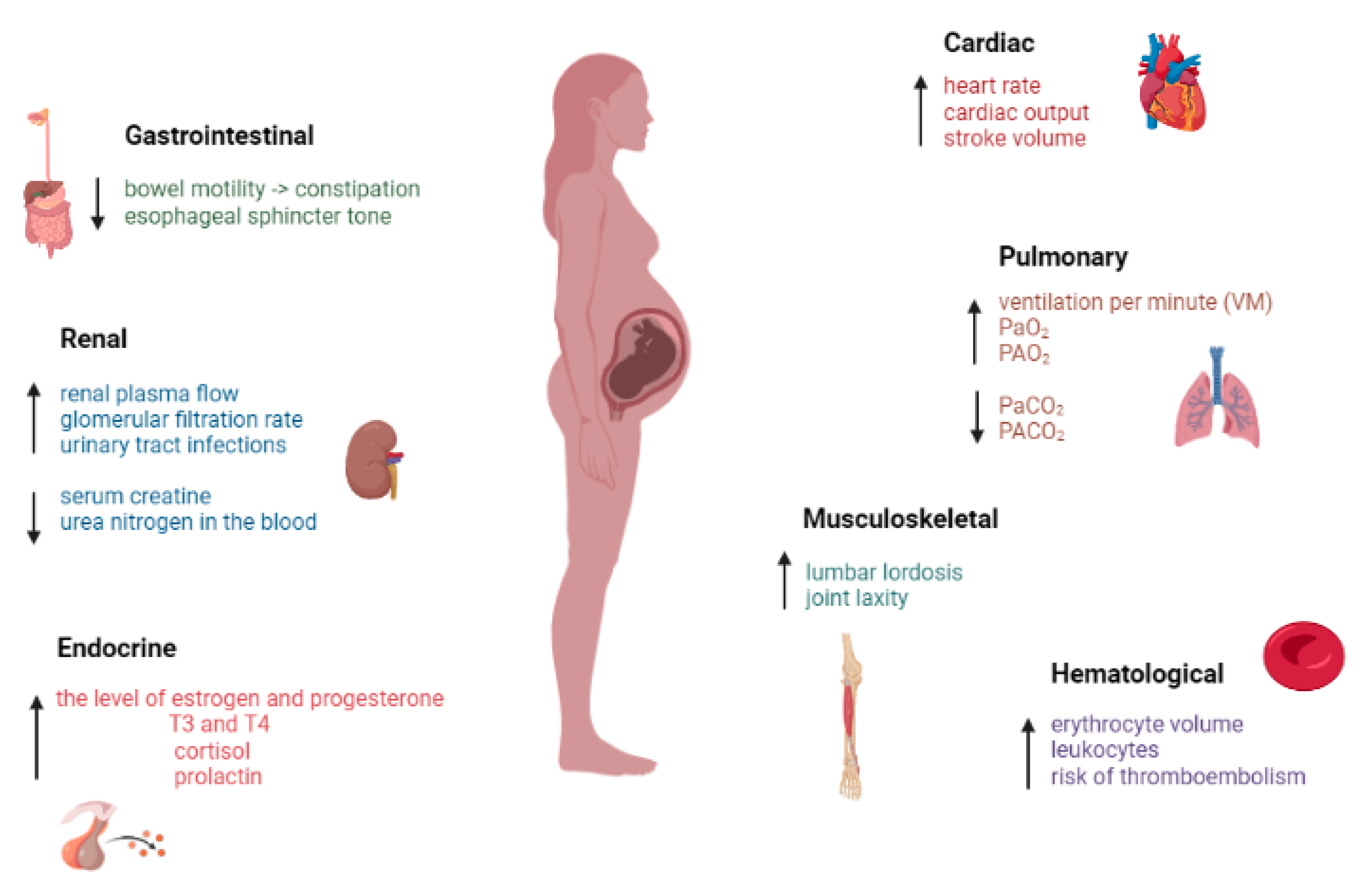 An unusual cause of urinary retention in early pregnancy - ScienceDirect
