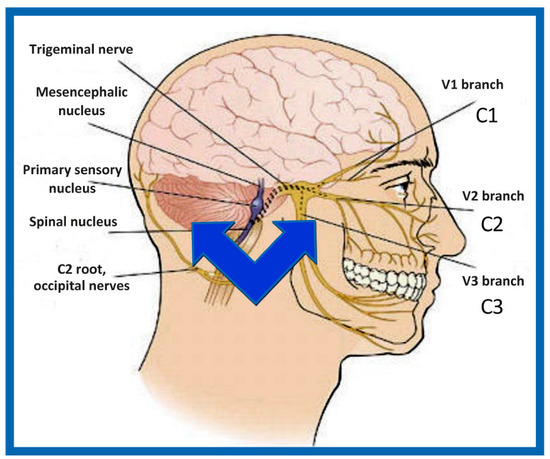 Figure 2 from The Mandibular Nerve: The Anatomy of Nerve Injury and  Entrapment