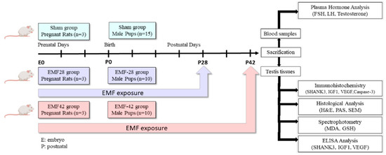 The Effects of Prenatal and Postnatal Exposure to 50-Hz and 3 mT ...