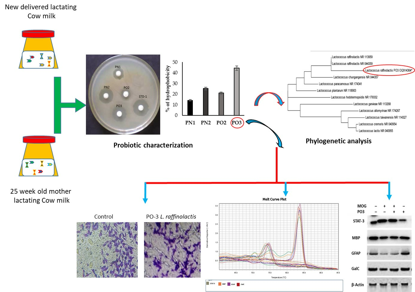 Colostrum Collector - every drop counts - Medicina