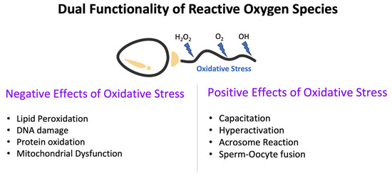 Medicina Free Full Text Oxidative Stress and Male Infertility