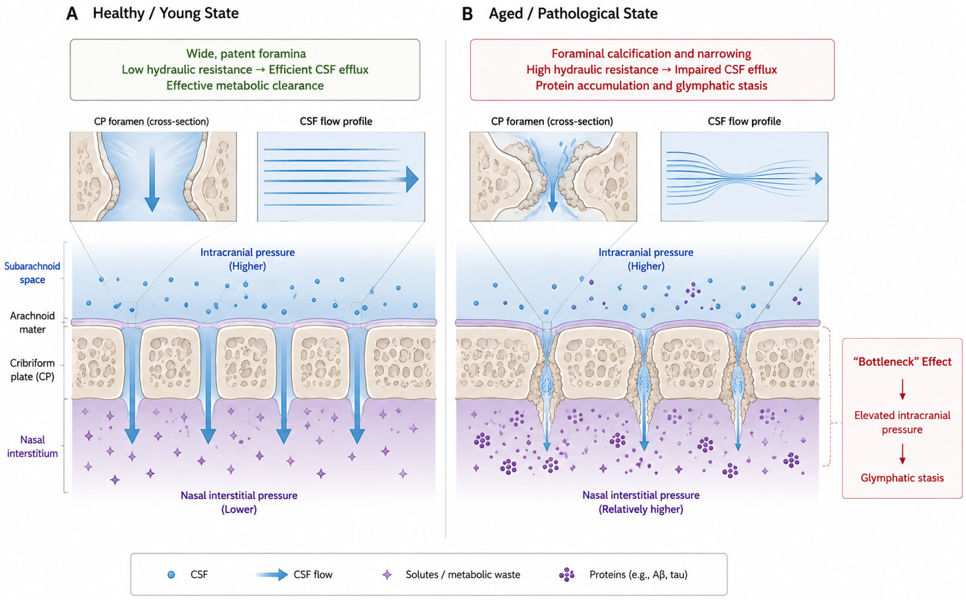 The Cribriform Plate: A Multifaceted Neuroimmune Hub in CNS Health and ...