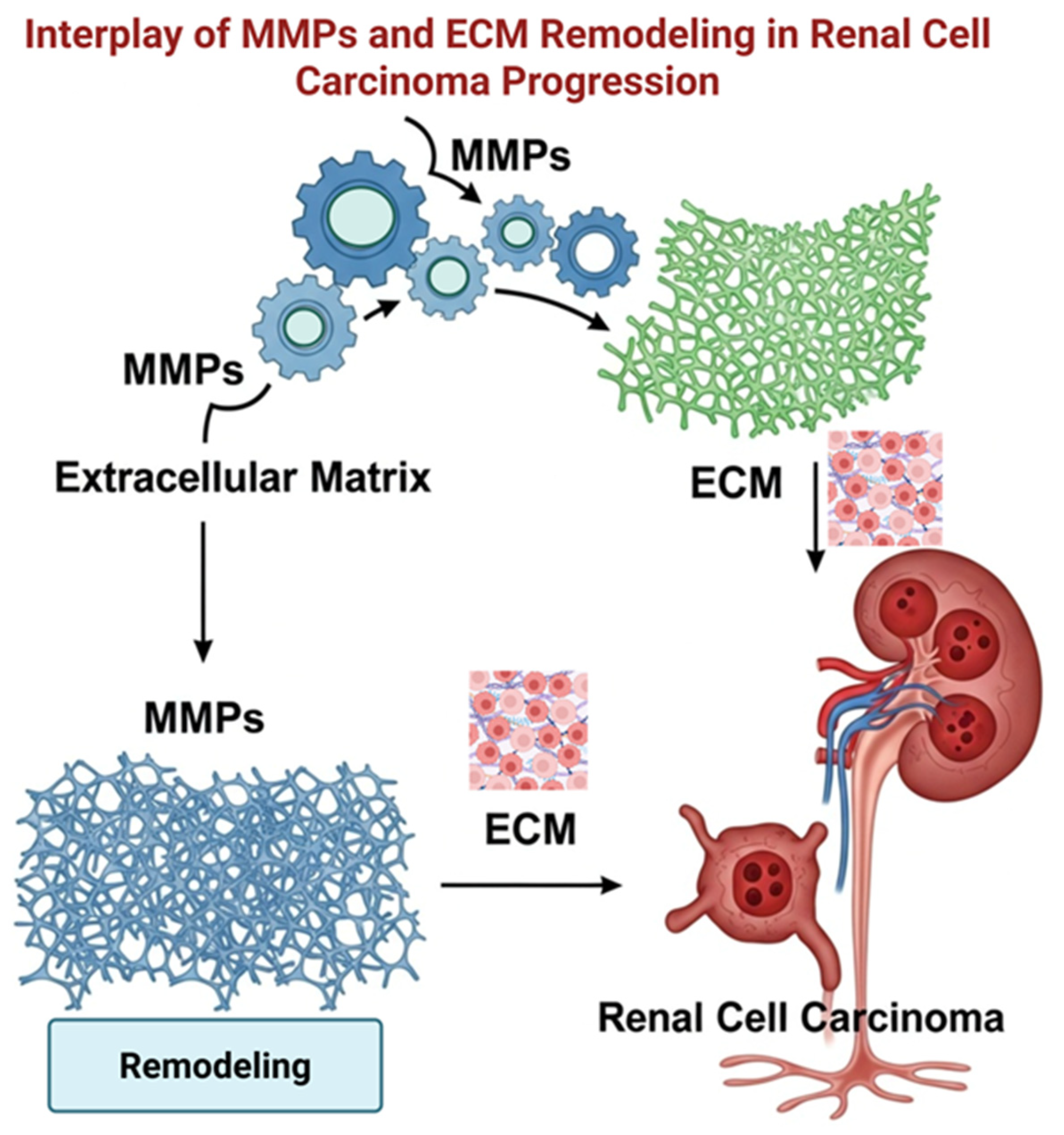 Advances in Extracellular Matrix Metalloproteinases: Implications for ...