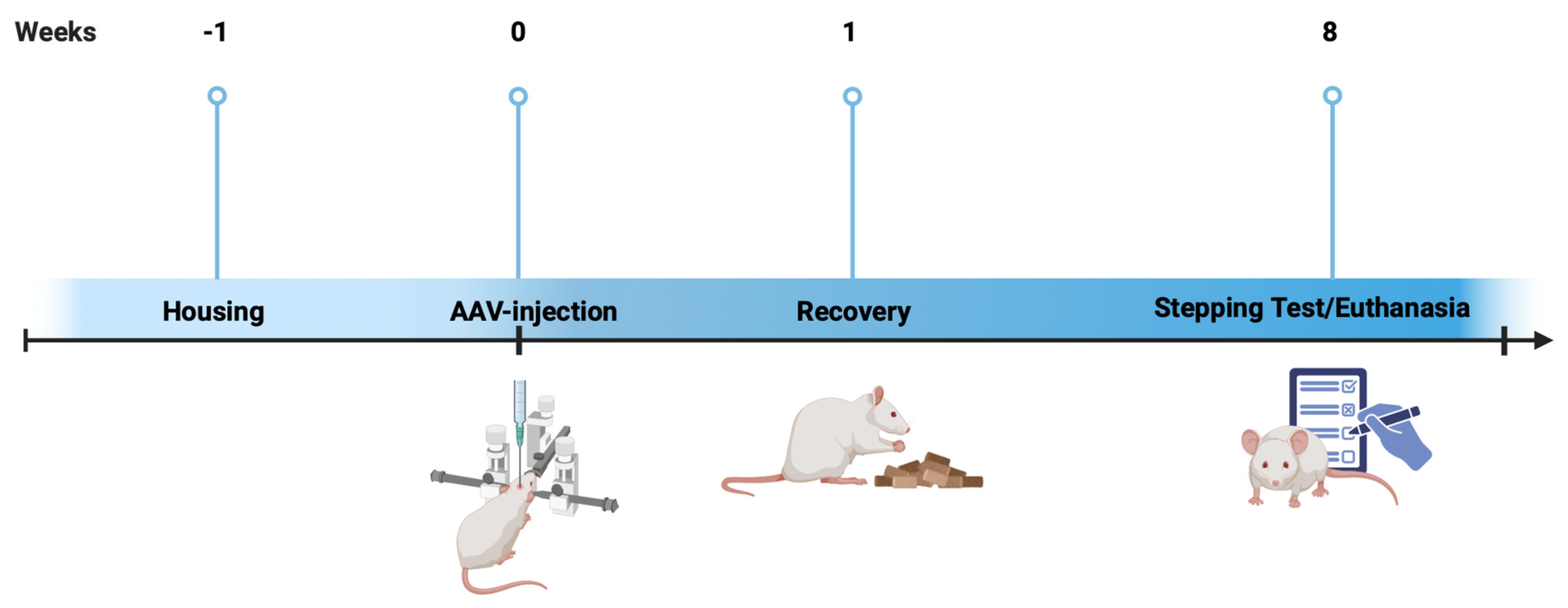 Effect of α-Synuclein Overexpression on NAPP-129 and TLQP-62 in Rat ...