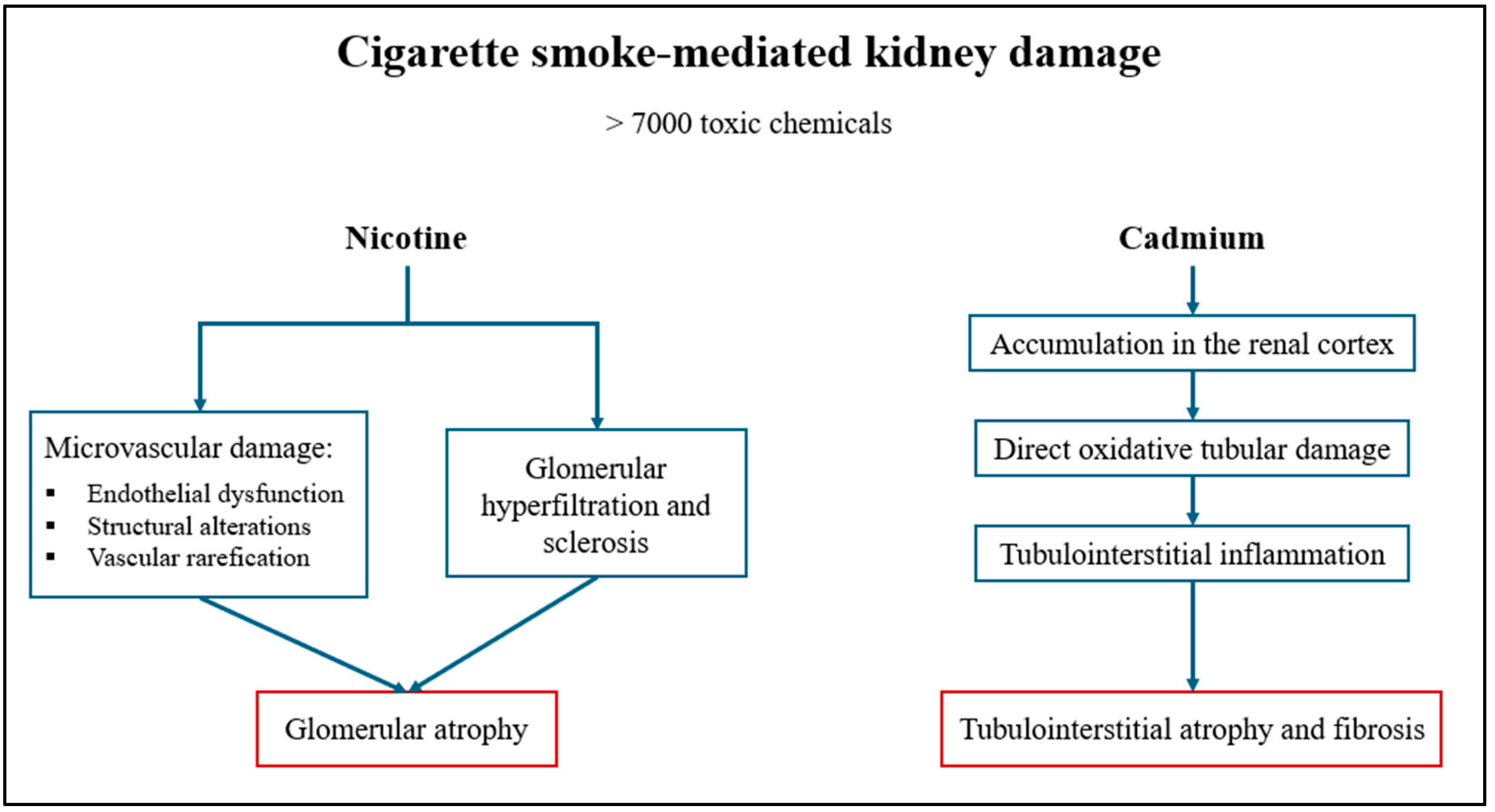 Effects of Flammable and Non-Flammable Nicotine Products on Kidney Health