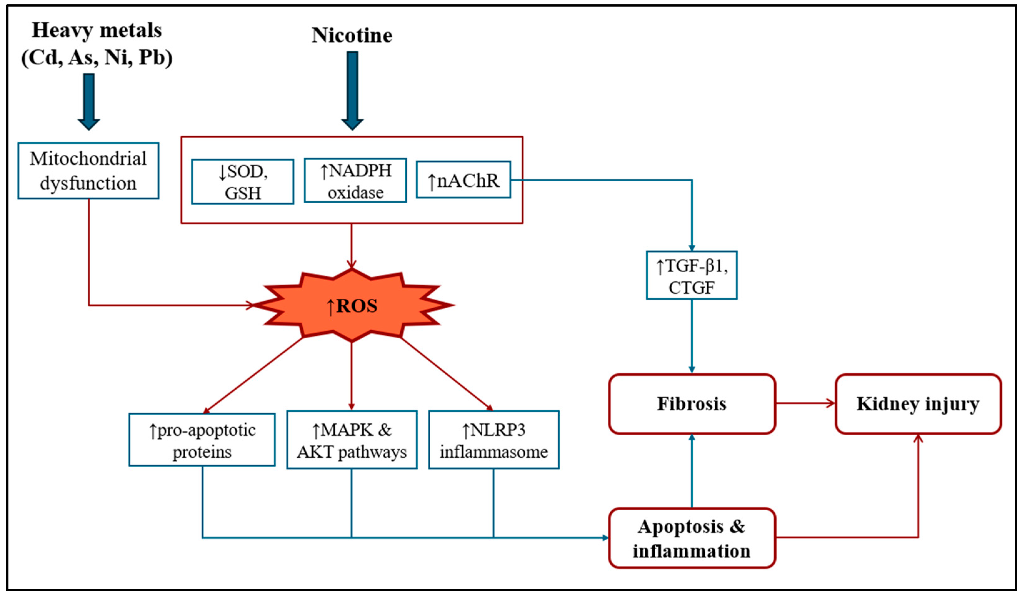 Effects of Flammable and Non-Flammable Nicotine Products on Kidney Health