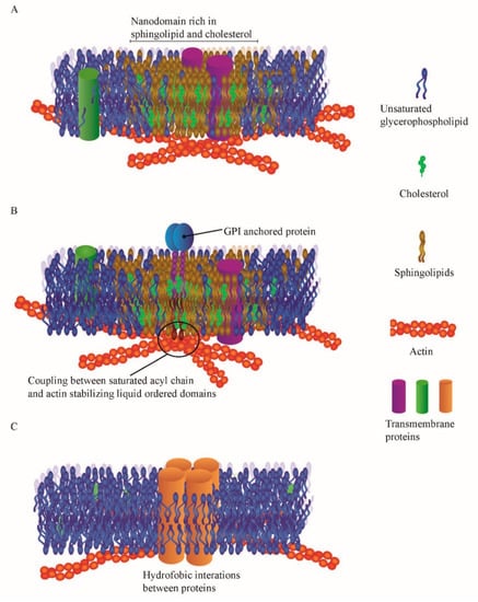 Membranes | Free Full-Text | Revealing Plasma Membrane Nano-Domains ...