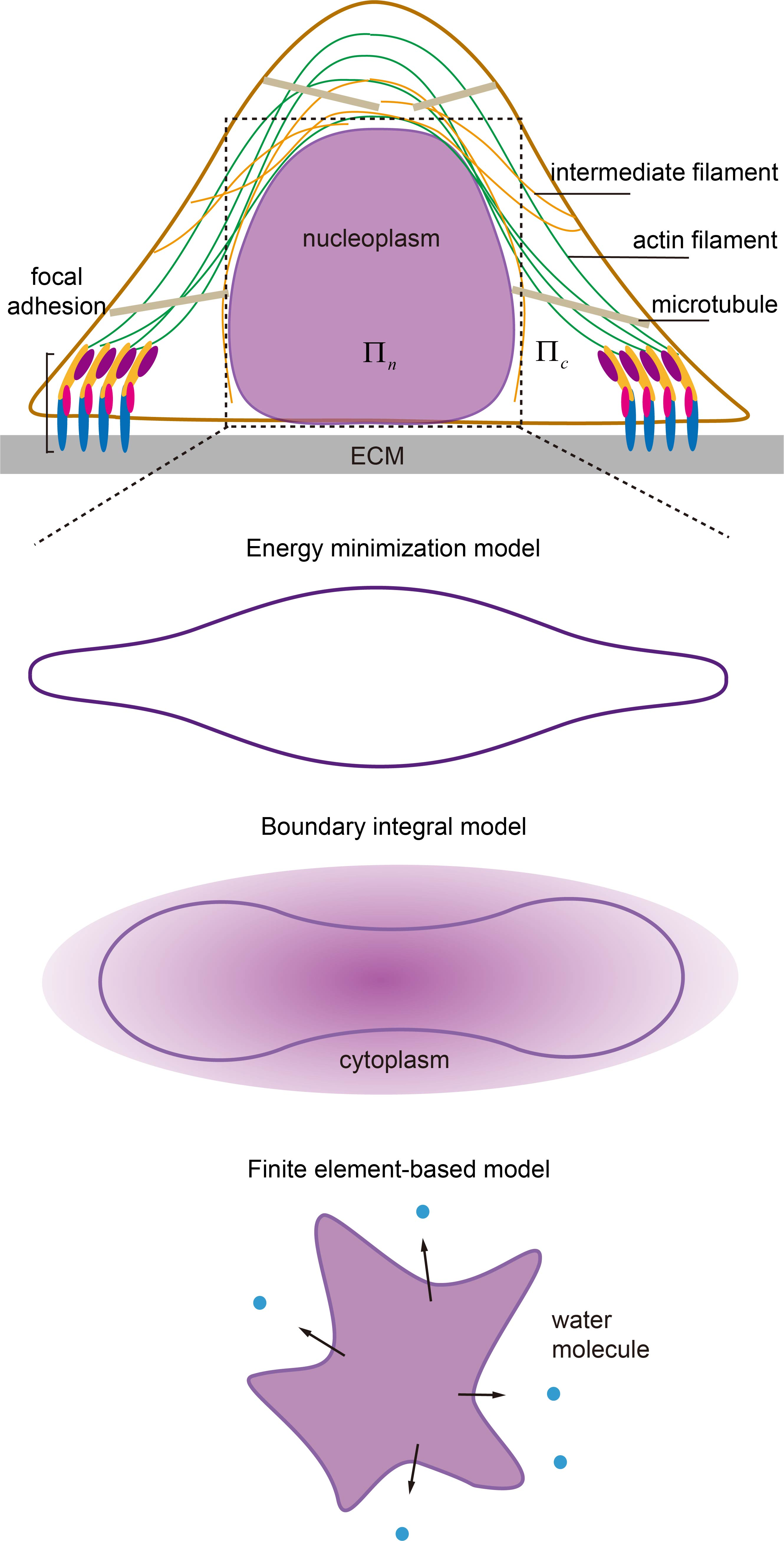 Membranes | Free Full-Text | Modelling Nuclear Morphology and Shape  Transformation: A Review