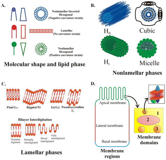 Acidification-Induced Structure Evolution of Lipid Nanoparticles