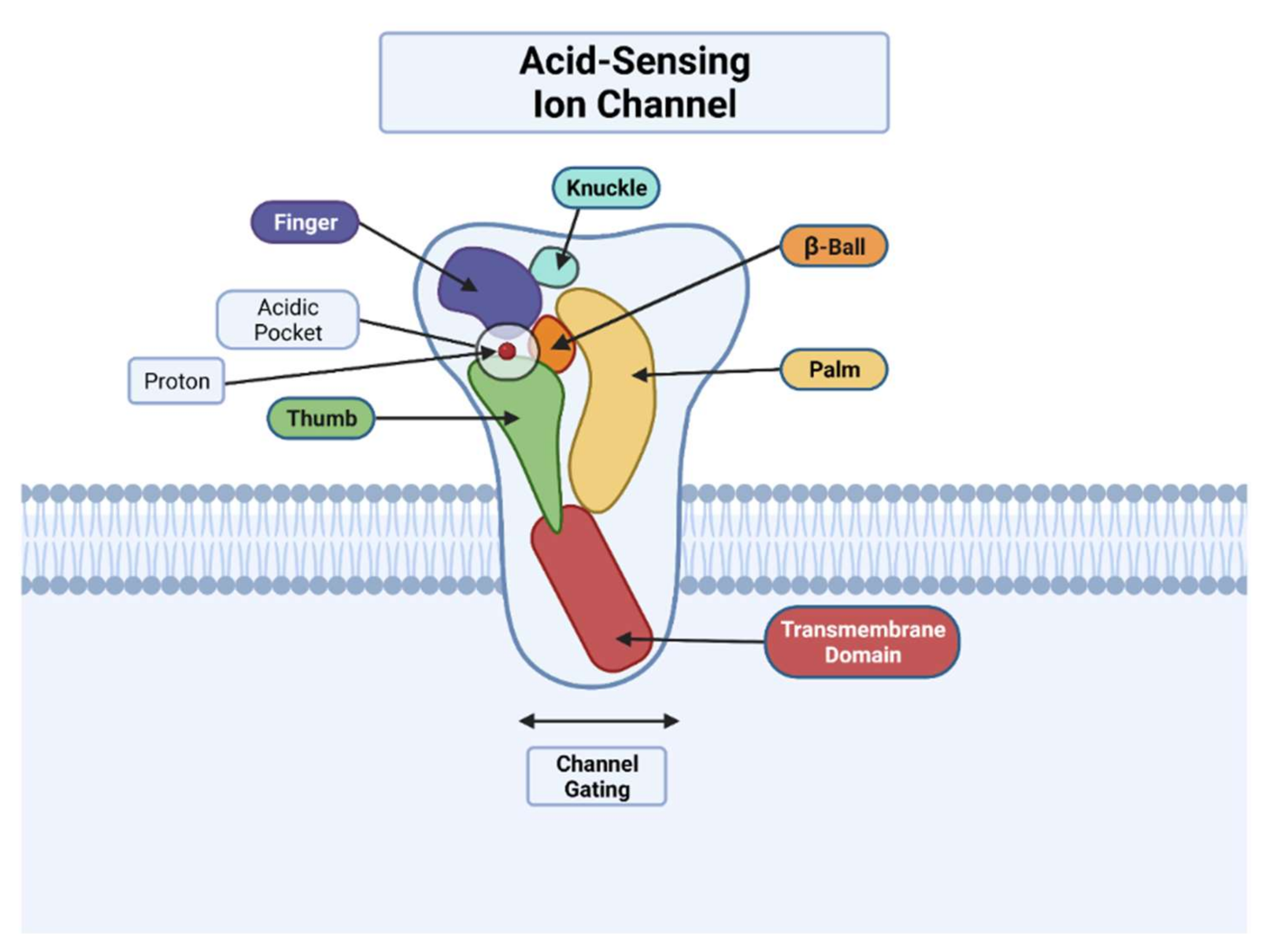 triángulo Surichinmoi Cinco Membranes | Free Full-Text | Acid-Sensing Ion Channel 2: Function and  Modulation