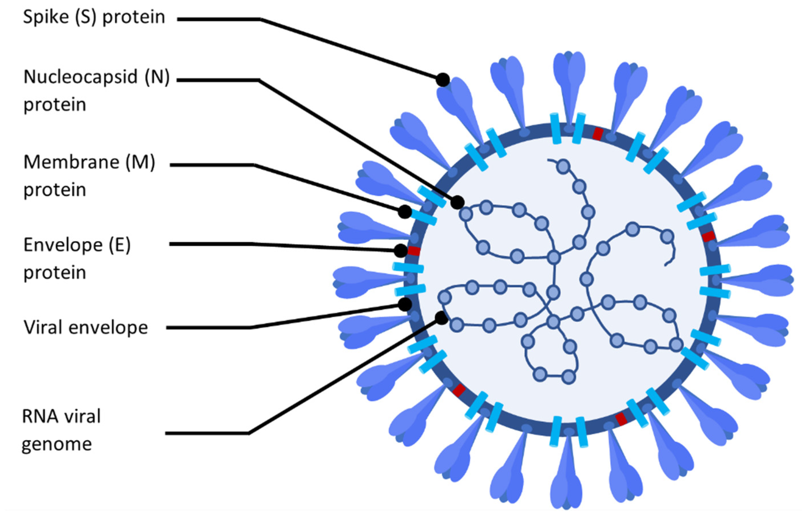 Virus Structure Virus Structure
