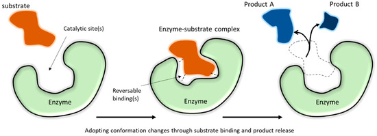 Membranes | Free Full-Text | Developing Enzyme Immobilization 