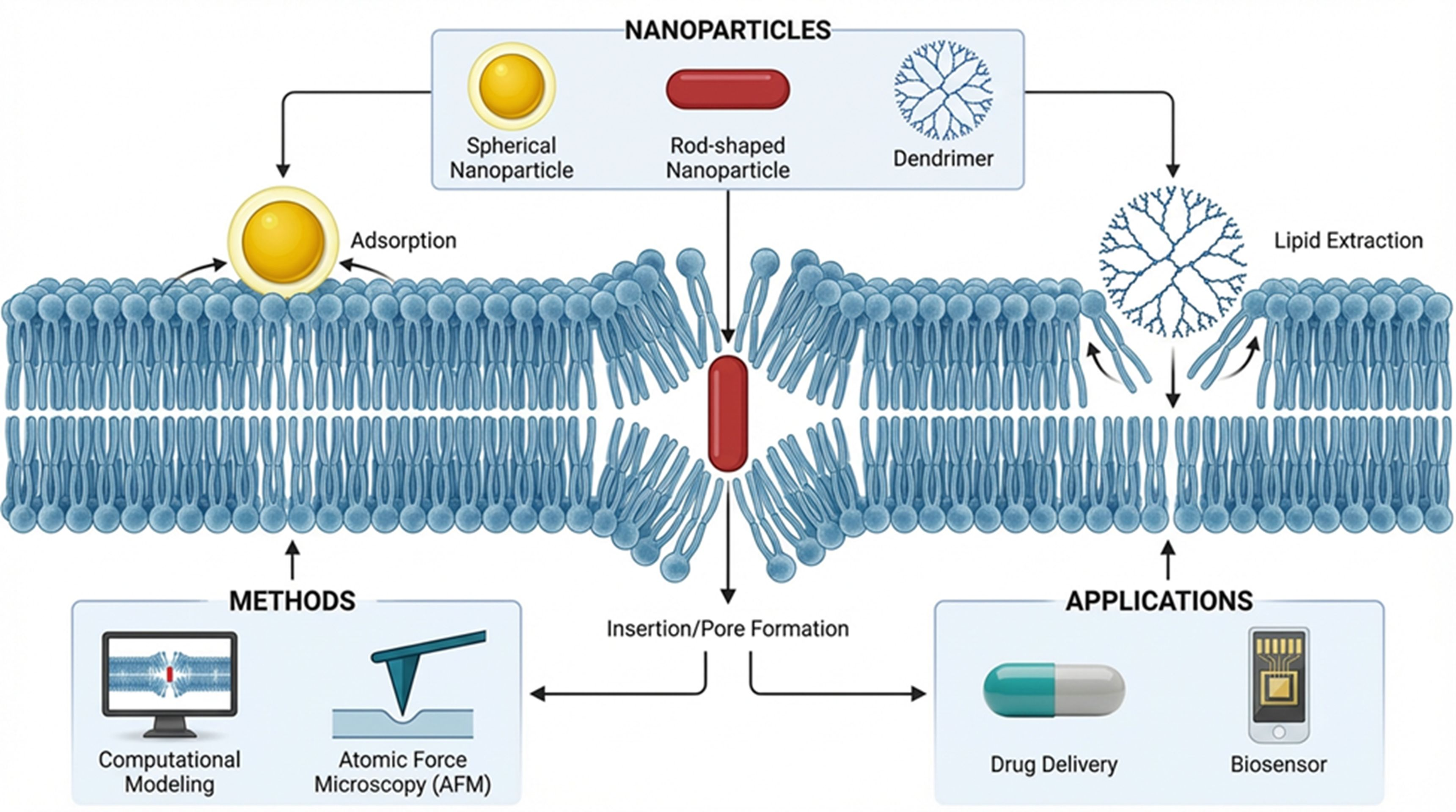 Model Membrane System Interfacial Interactions of Nanoparticles and Molecular Nanostructures ...
