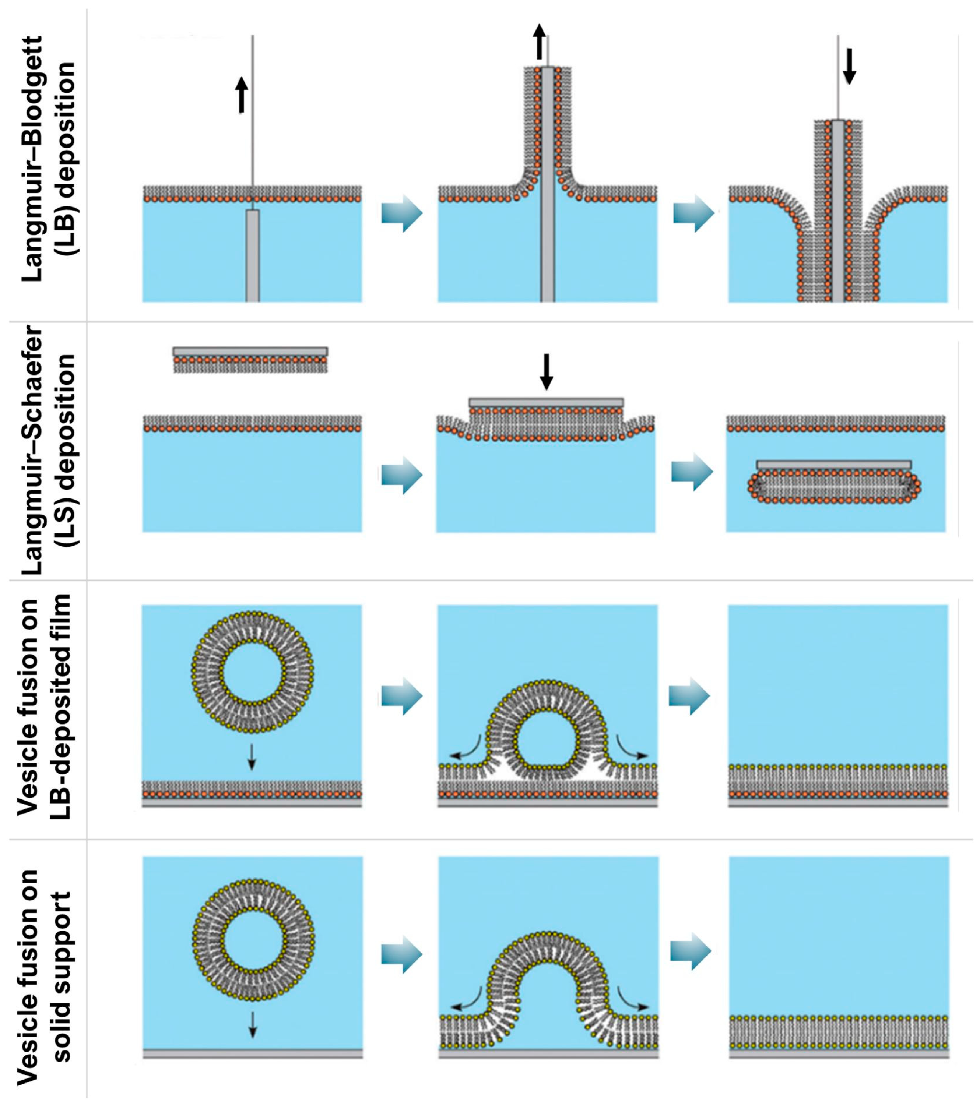 Model Membrane System Interfacial Interactions of Nanoparticles and Molecular Nanostructures ...