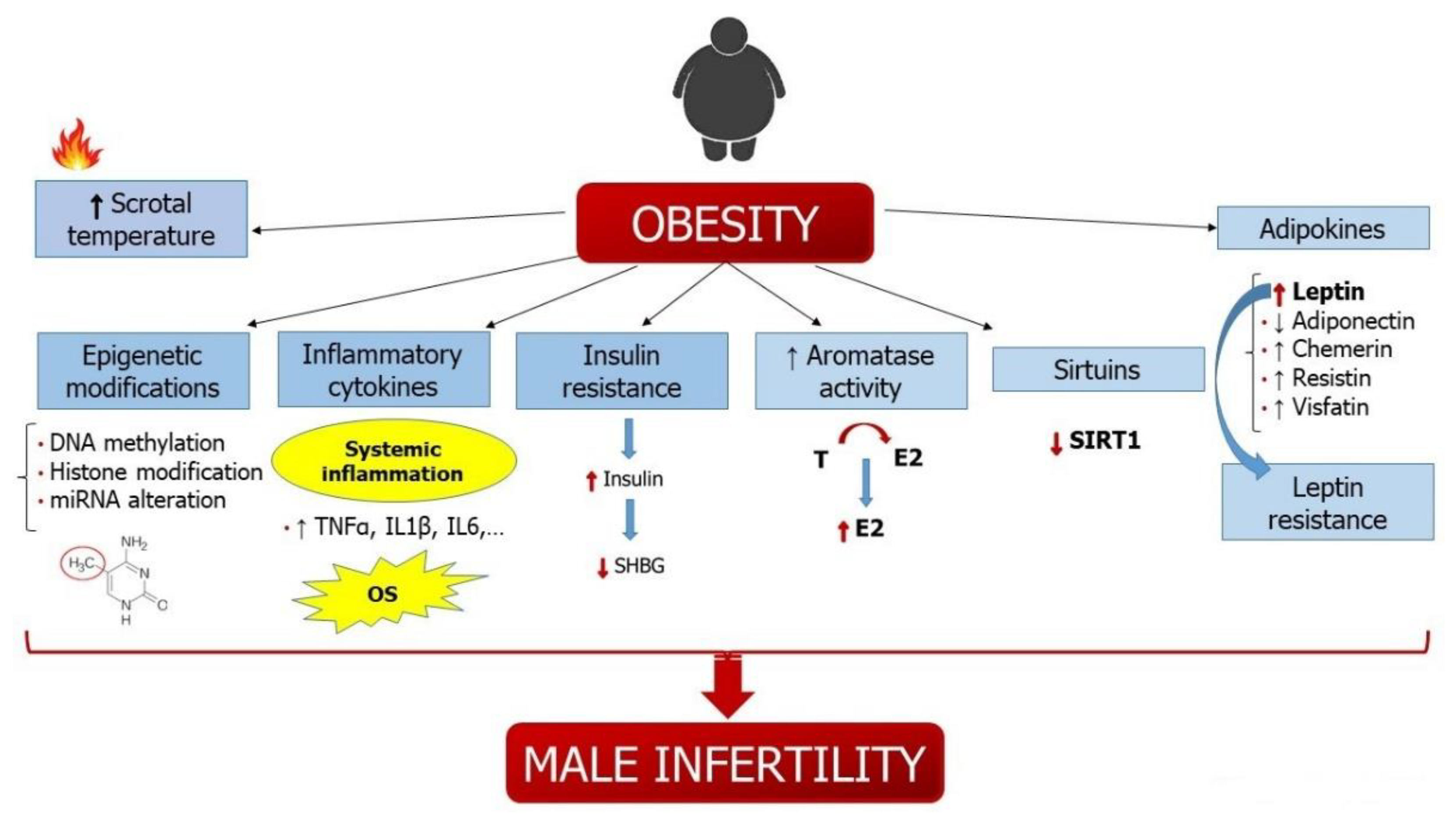 Metabolites Free Full-Text Molecular Mechanisms Underlying the Relationship between Obesity and Male Infertility