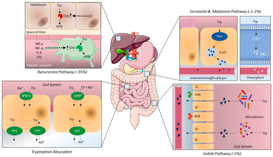 Metabolites 