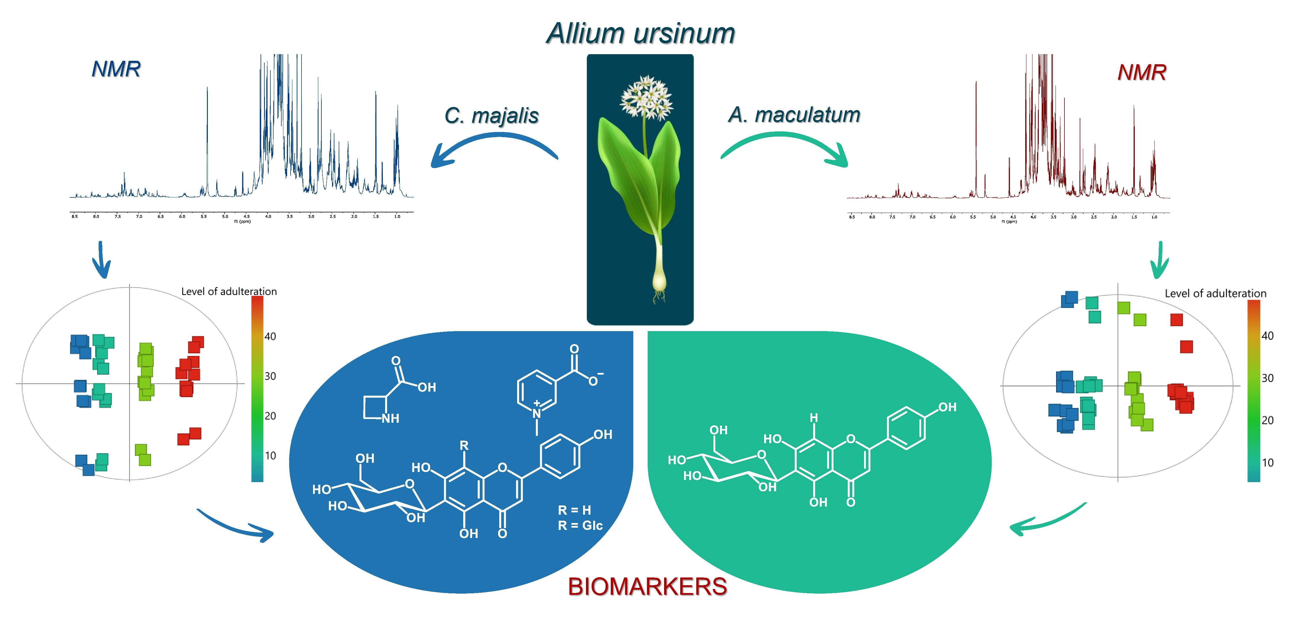 Luxe Noord Amerika Suradam Metabolites | Free Full-Text | Plant Metabolomics as a Tool for Detecting  Adulterants in Edible Plant: A Case Study of Allium ursinum