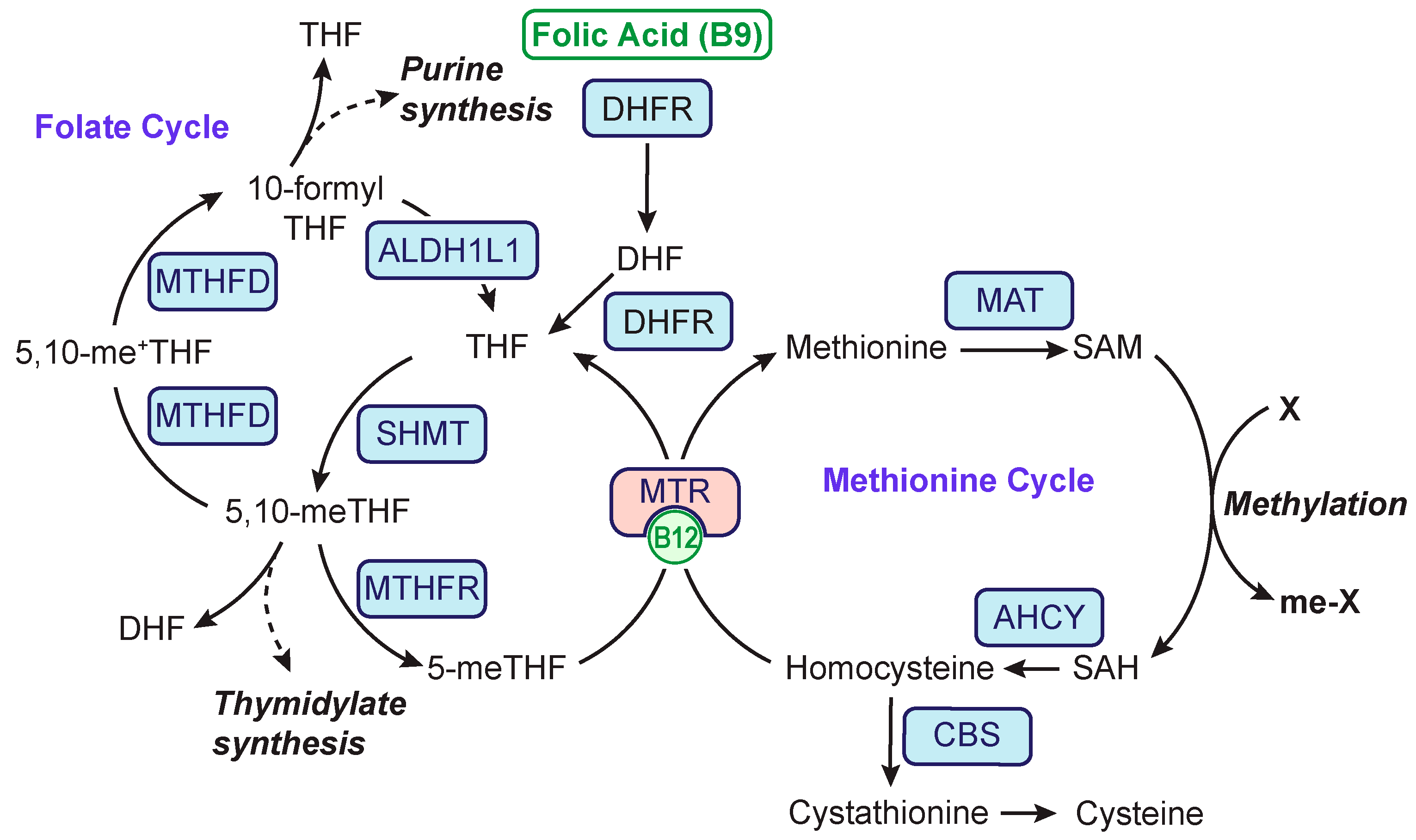 Antiepileptic Drugs Interact With Folate And Vitamin B12 Serum Levels Antiepileptic Drugs Interact With Folate And Vitamin B12 Serum Levels