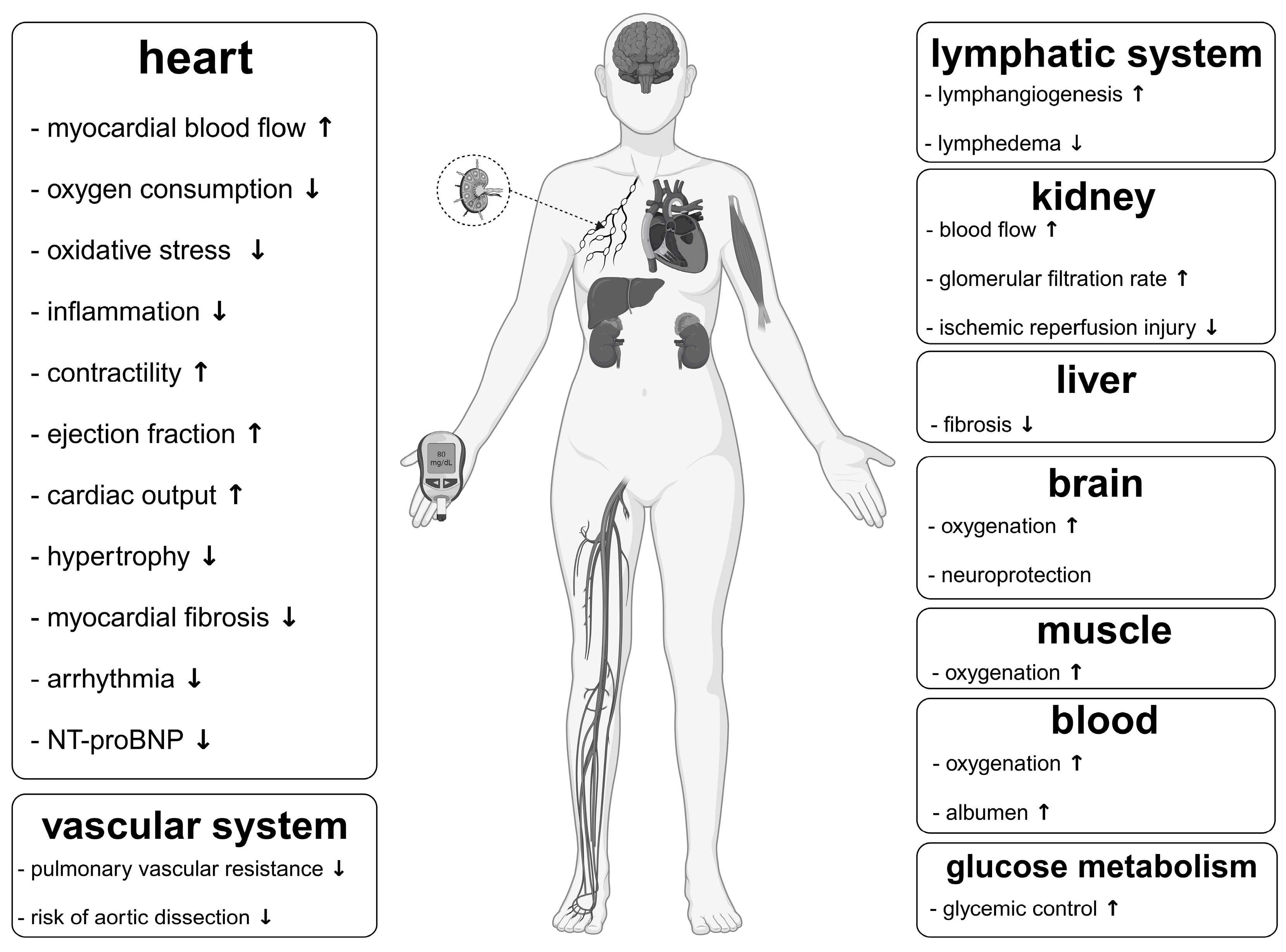Genetic Heart Disease Illustration Stock Illustrations – 556