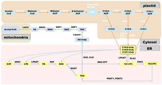 Metabolites | An Open Access Journal From MDPI